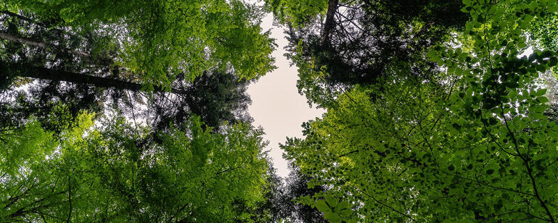 QUESTIONS DE DROIT FORESTIER