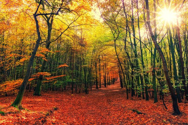 FERMETURE EXCEPTIONNELLE LE 2 NOVEMBRE 2020