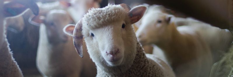 IMPACT DE LA LOI ASAP SUR LE CODE RURAL : DES RETOUCHES CHIRURGICALES