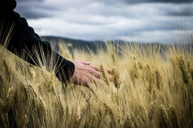 separation-fermier-nveau-cas-resiliation-bail LA SÉPARATION DES FERMIERS : NOUVEAU CAS DE RÉSILIATION JUDICIAIRE DU BAIL