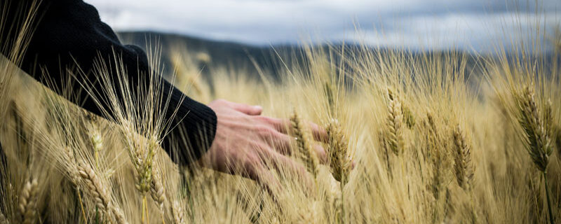 separation-fermier-nveau-cas-resiliation-bail LA SÉPARATION DES FERMIERS : NOUVEAU CAS DE RÉSILIATION JUDICIAIRE DU BAIL