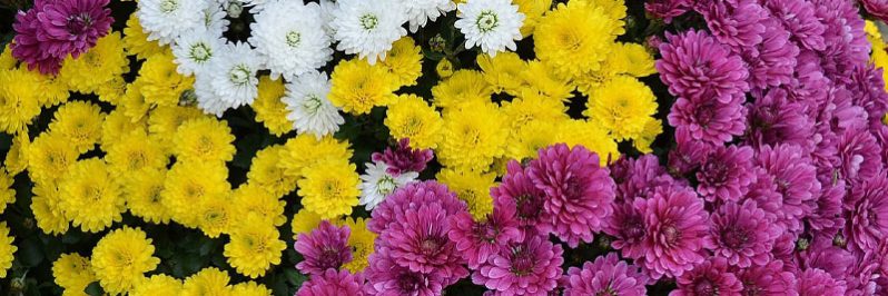 FERMETURE EXCEPTIONNELLE LE 31 OCTOBRE