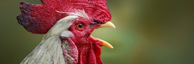 LES TROUBLES ANORMAUX DU VOISINAGE : LA CAMPAGNE LIBÉRÉE… LES TROUBLES ANORMAUX DU VOISINAGE : LA CAMPAGNE LIBÉRÉE...