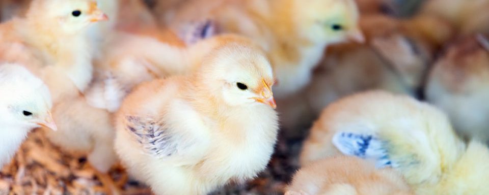 L’animal, à la fois sujet de droit, produit et bien de consommation