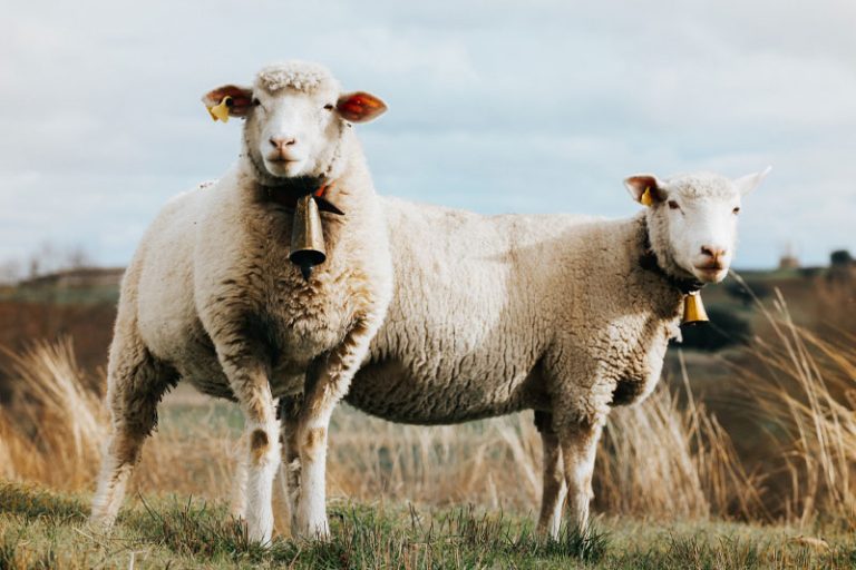 Le mouton à clochettes, voisin anormal