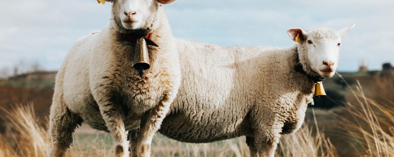 Le mouton à clochettes, voisin anormal Le mouton à clochettes, voisin anormal