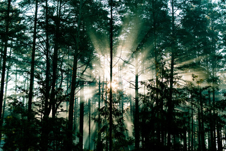 La forêt, à la frontière du cadastre et de la réalité